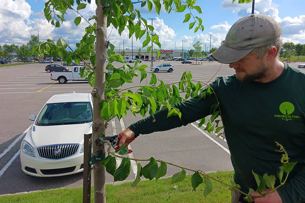 Émondeur pour élagage et abattage d’arbres Alma