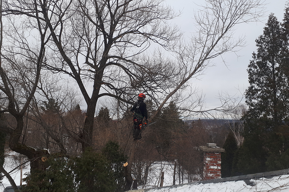 Élagage Laterrière