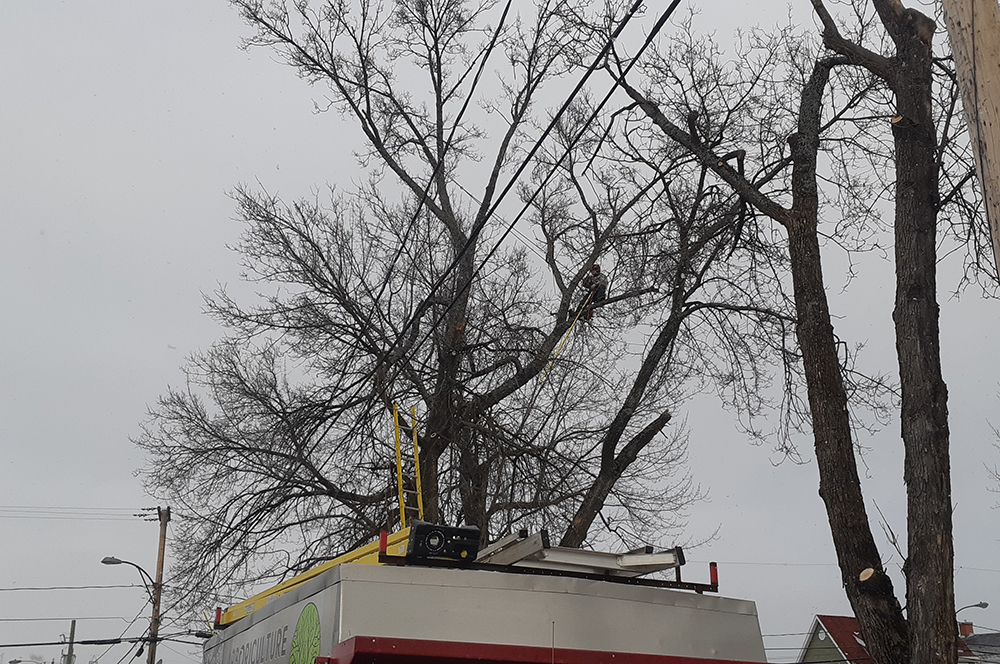 Élagage Saint-David-de-Falardeau