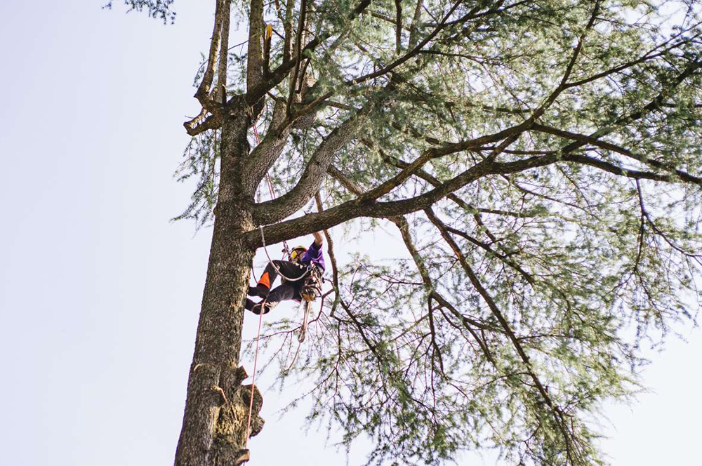 Élagage Saint-David-de-Falardeau