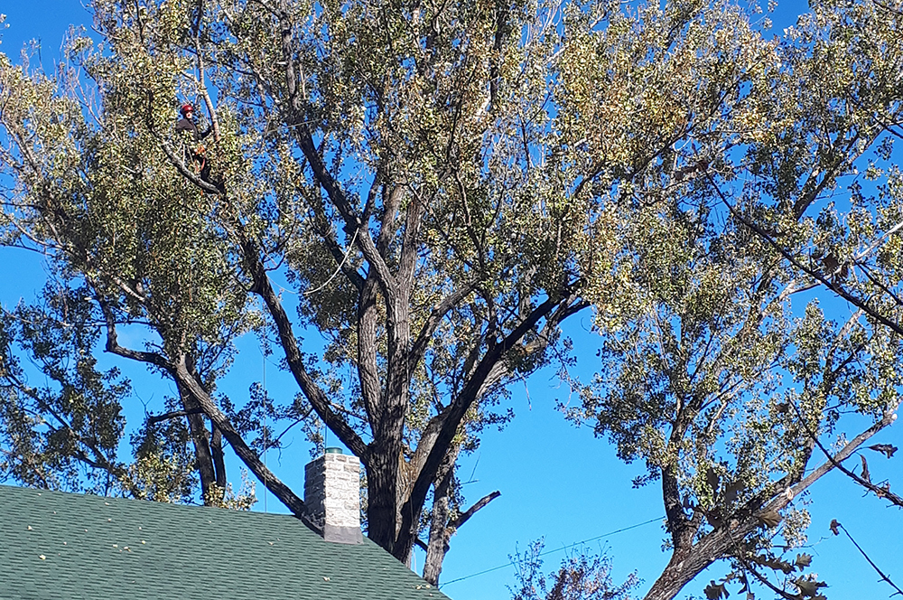 Élagage Saint-David-de-Falardeau