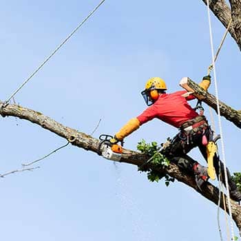 Arboriculture-du-fjord